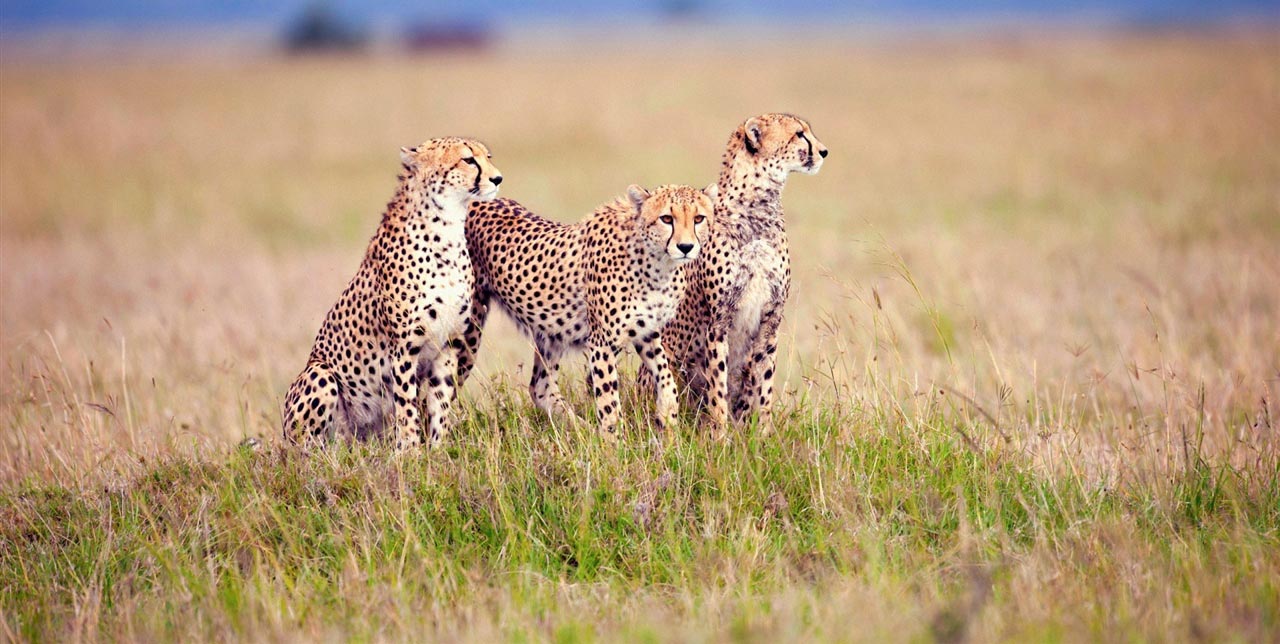 Tanzania Safaris Destinations